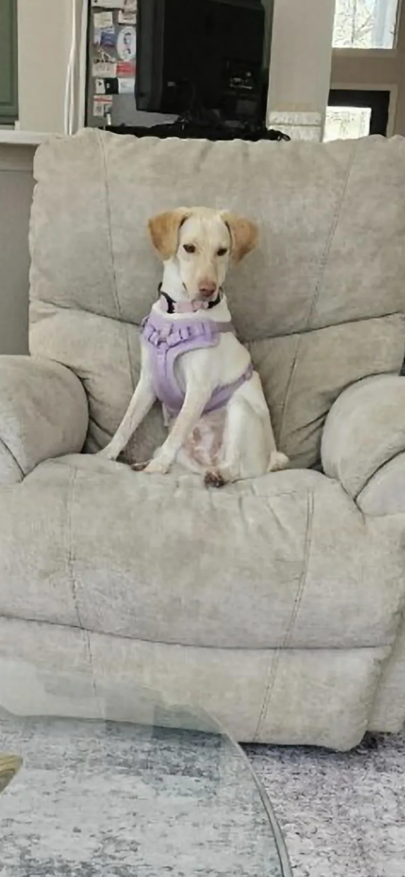 A young medium-sized female Cattle Dog dog named Carly for adoption in Plano, TX