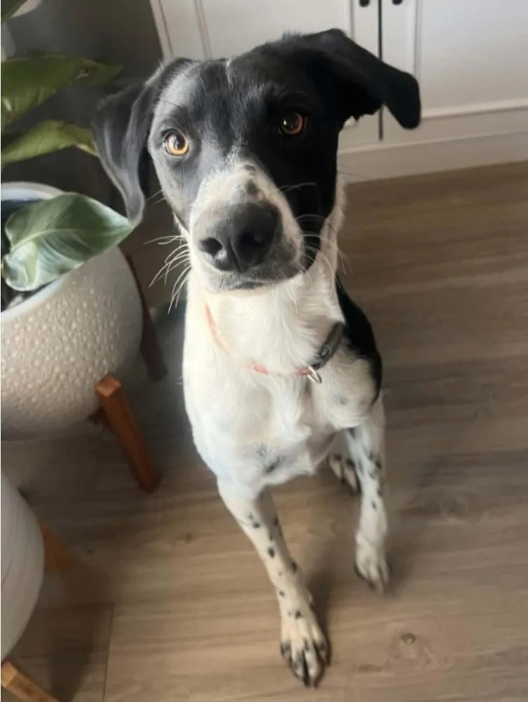 An adult large-sized male Tricolor (Brown, Black, & White) Border Collie dog named Rowdy for adoption in Sedalia, CO