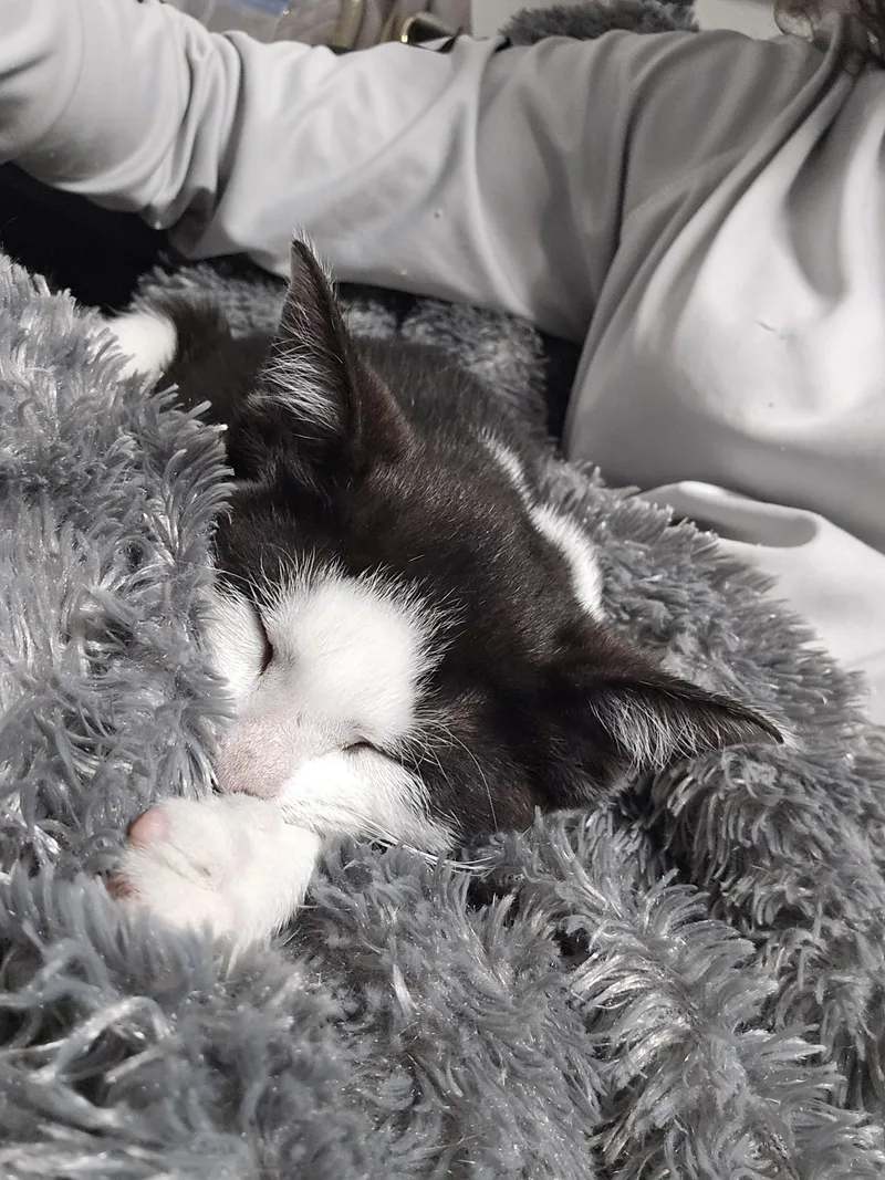 Priscilla thumbnail 2