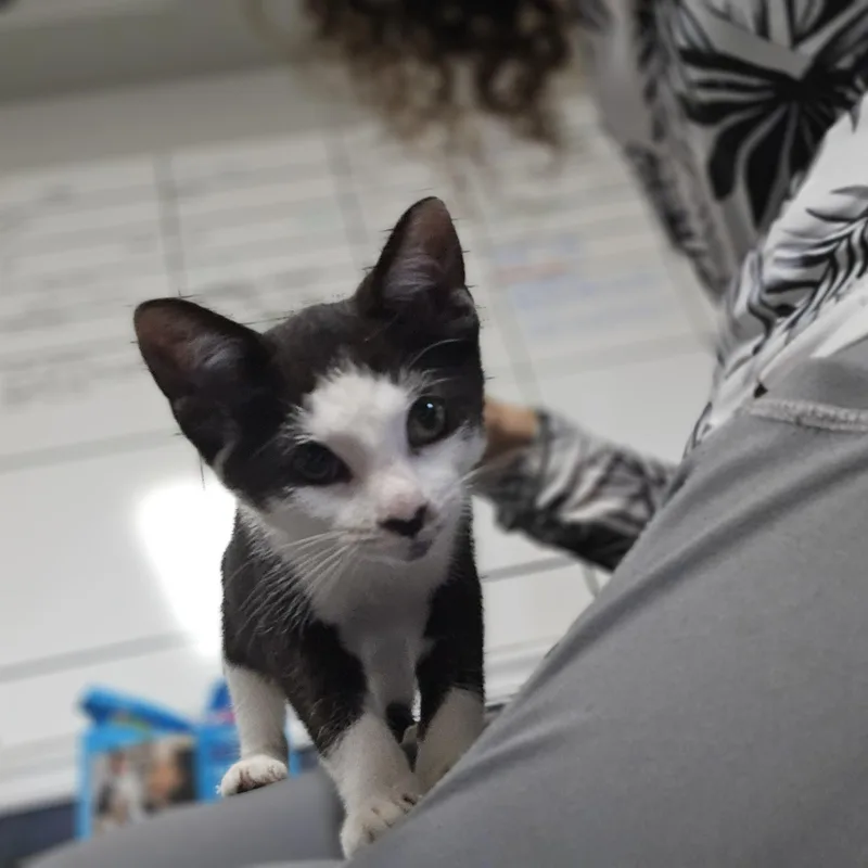 Priscilla thumbnail 3