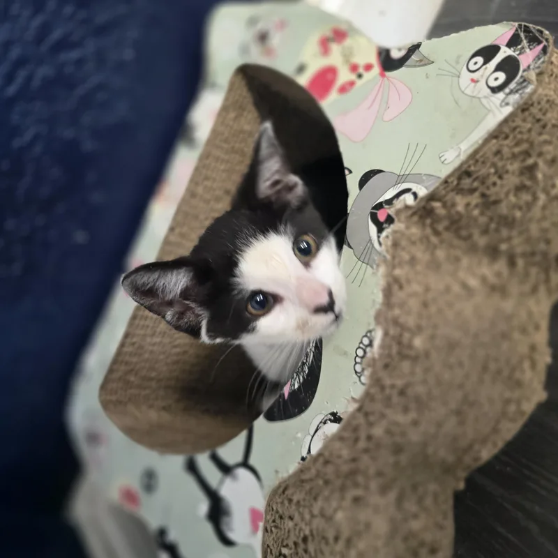 Priscilla thumbnail 5