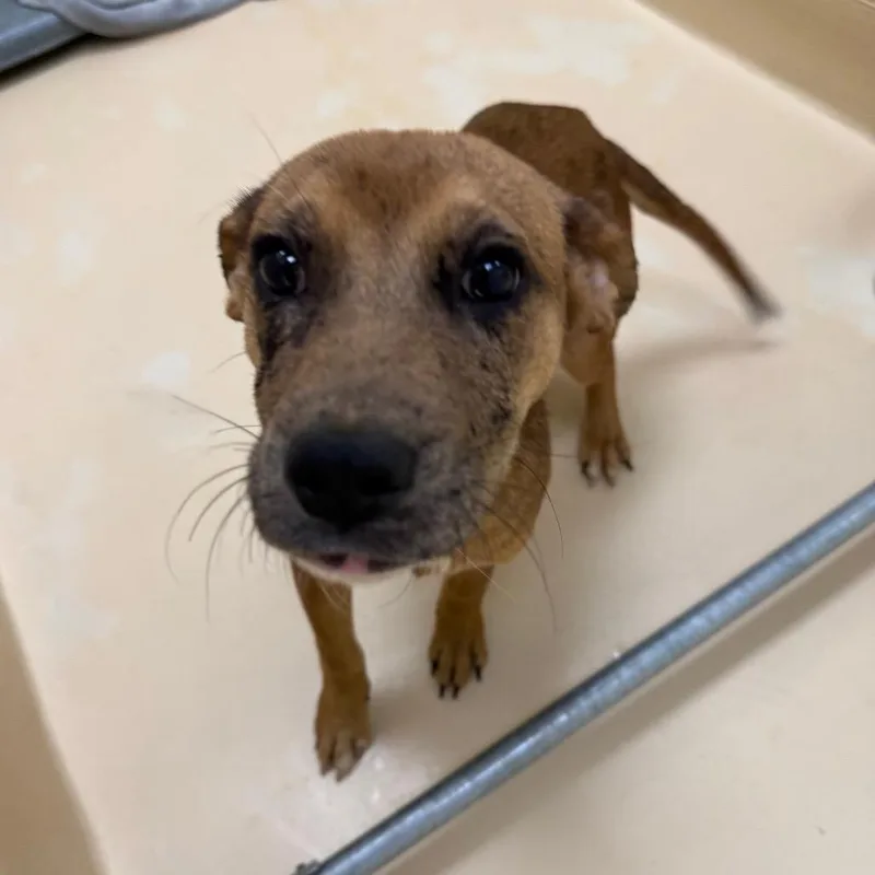 A young small-sized female Mixed Breed dog named Sky for adoption in Winston-Salem, NC
