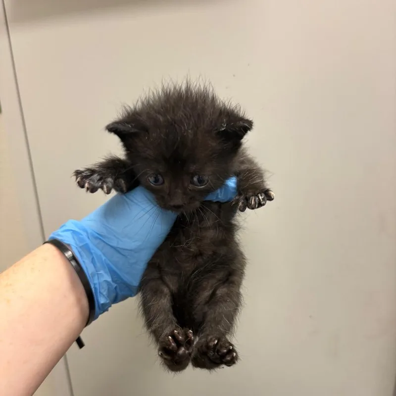 A baby small-sized female Black Domestic Short Hair cat named Vanta for adoption in Columbiana, AL