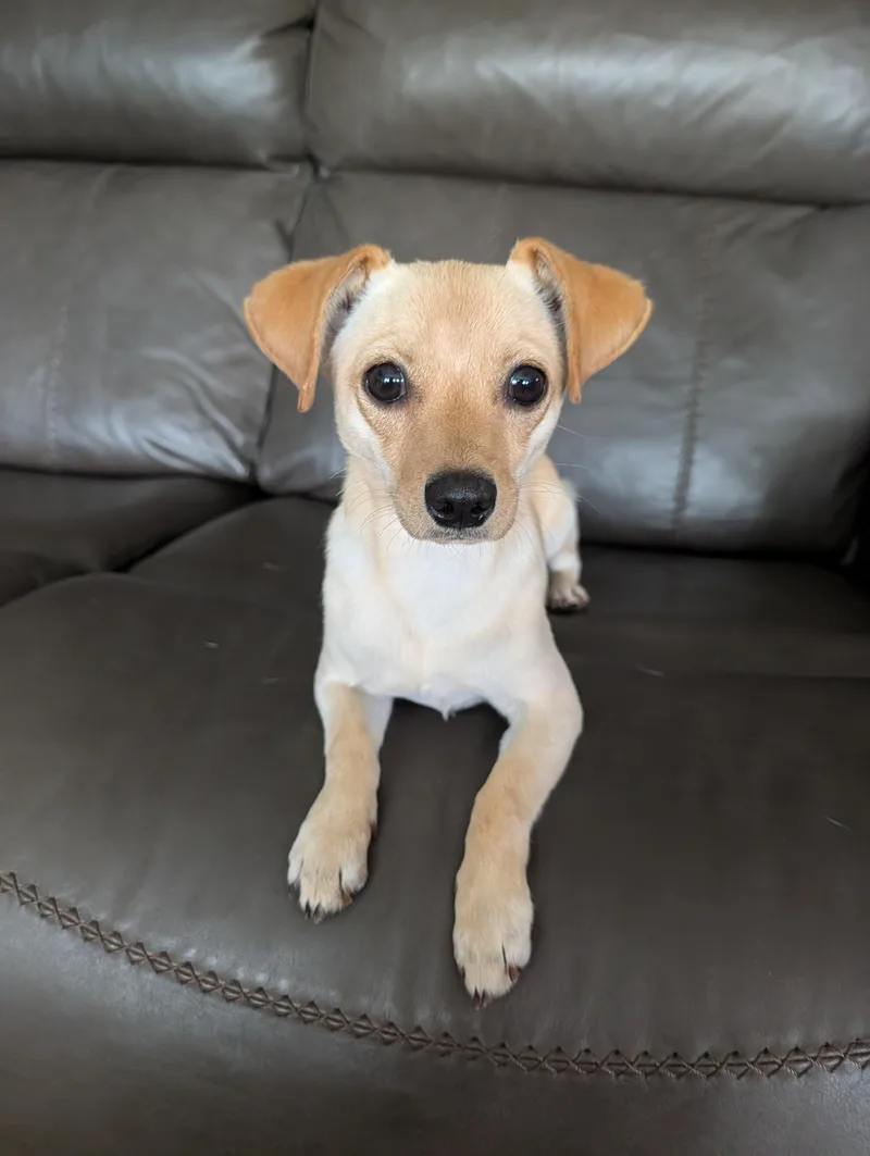 A baby small-sized male Yellow / Tan / Blond / Fawn Chihuahua dog named Max for adoption in Baton Rouge, LA