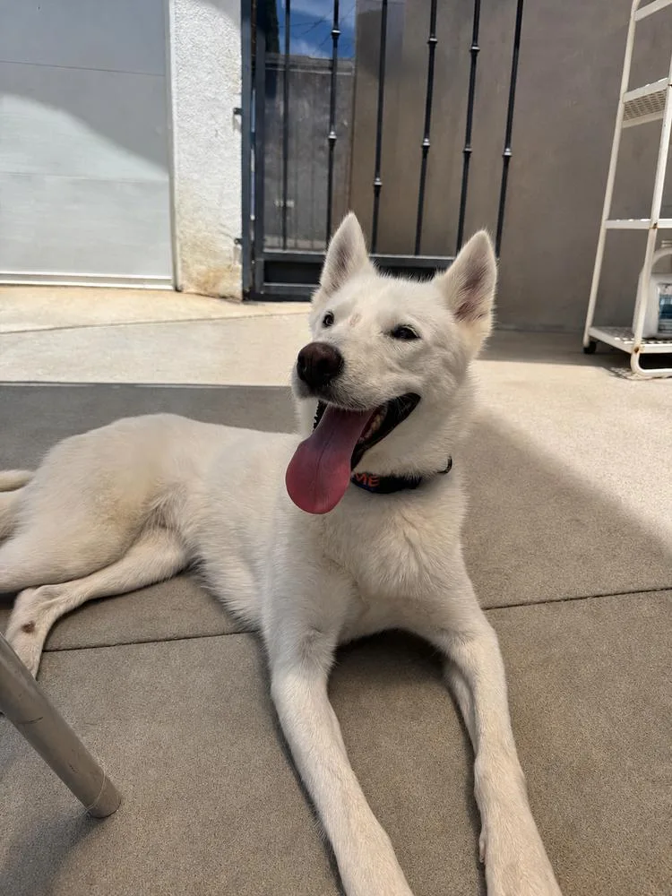 A young medium-sized female White / Cream Siberian Husky dog named Kiara for adoption in los angeles, CA
