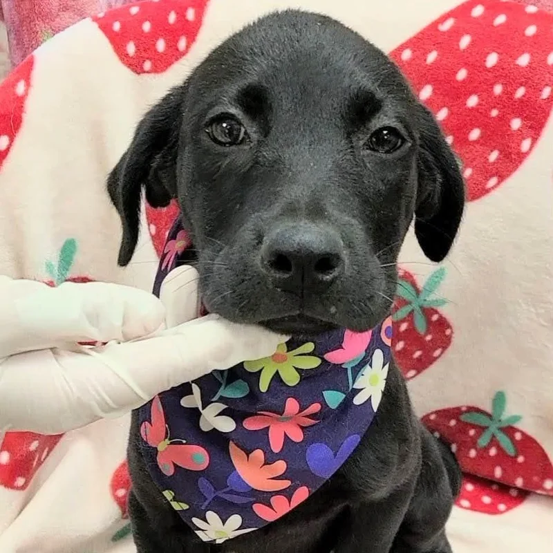 A young medium-sized female Black Labrador Retriever dog named Rem for adoption in Woolwich, ME