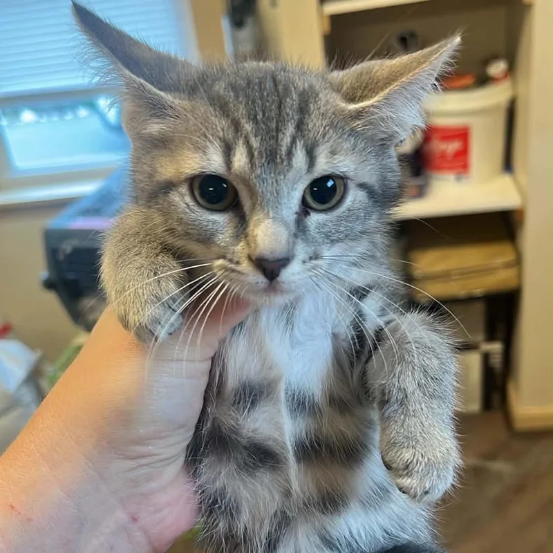 A baby small-sized female Brown / Chocolate Domestic Short Hair cat named Speed Racer for adoption in Pasadena , MD