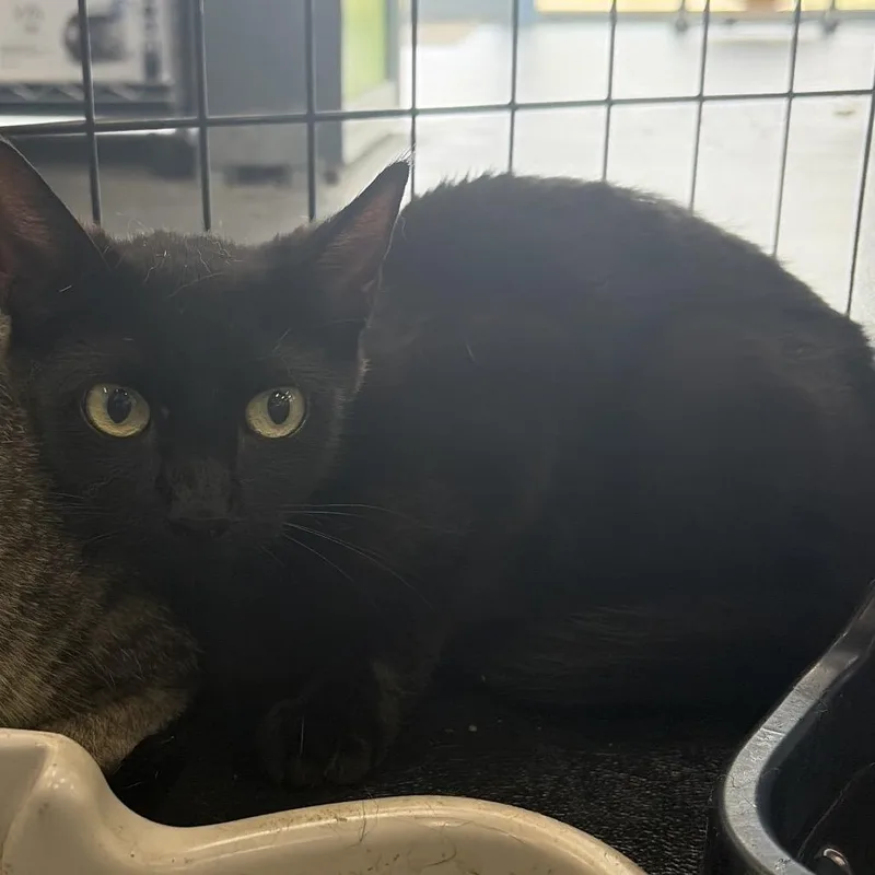A young small-sized female Black Domestic Short Hair cat named Mama for adoption in Montgomery, AL
