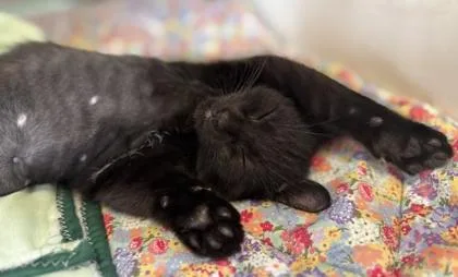 A baby small-sized female Black Domestic Short Hair cat named Blackberry for adoption in Fernandina Beach, FL