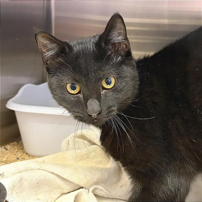 A young small-sized male Domestic Short Hair cat named Butter Burger for adoption in Hannibal, MO