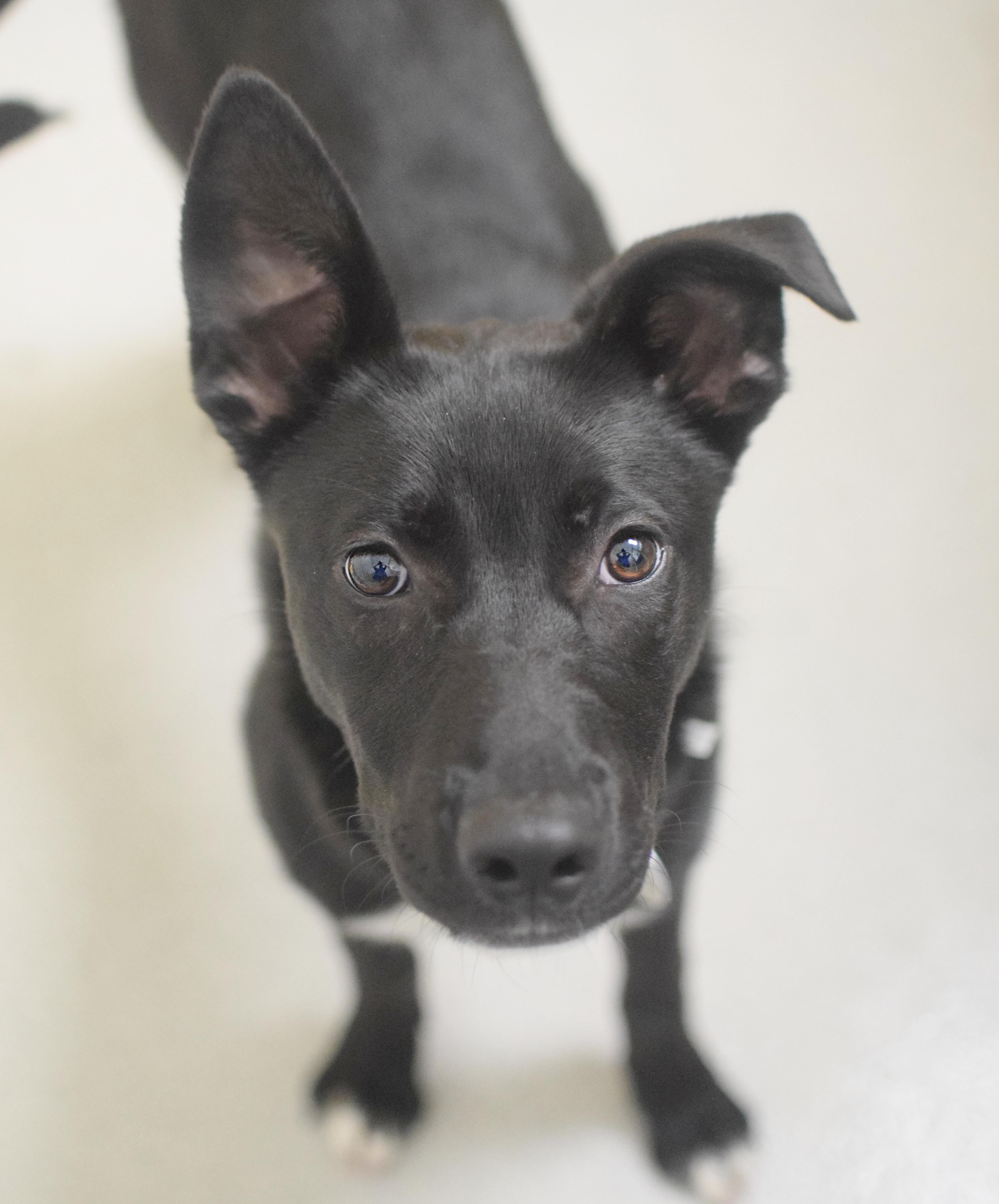 A young medium-sized female Black Labrador Retriever dog named Firefly for adoption in Pontiac, MI