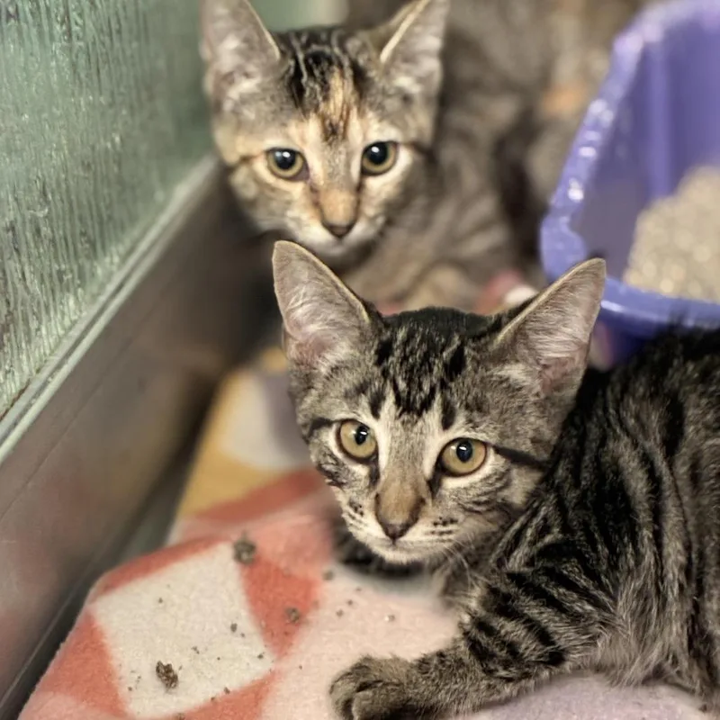 A baby small-sized female Brown / Chocolate Domestic Short Hair cat named Gertrude for adoption in South Elgin, IL