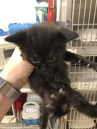 A baby small-sized male Domestic Medium Hair cat named Jax for adoption in Hillsboro, OR