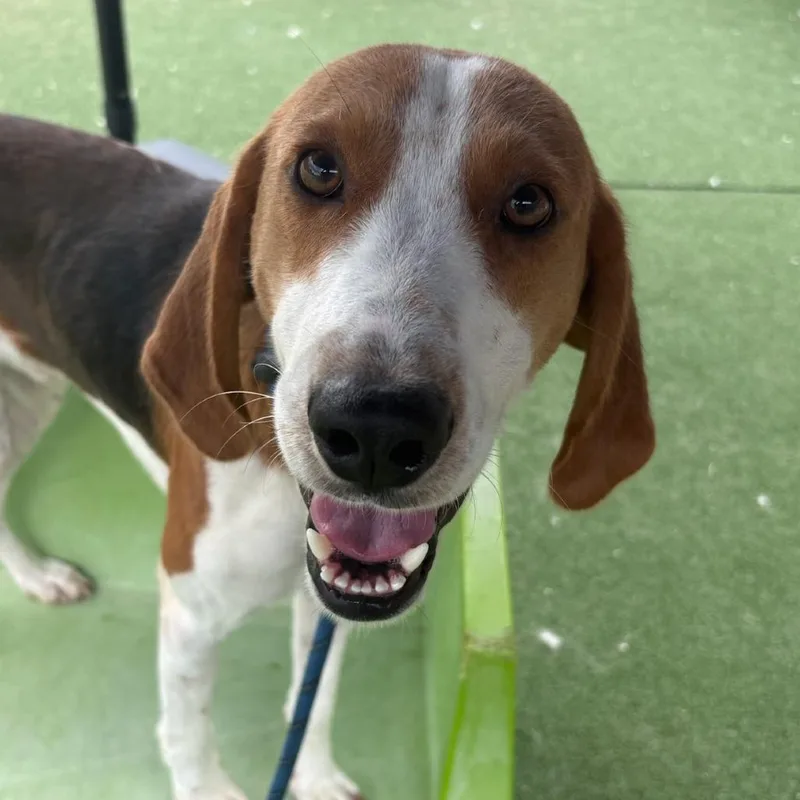 An adult medium-sized male Hound dog named Nashua for adoption in Chatham, VA