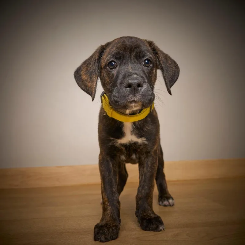 Lyonel D thumbnail 2