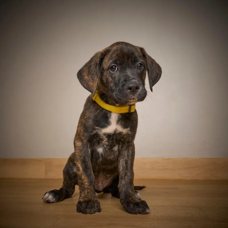 Lyonel D thumbnail 3