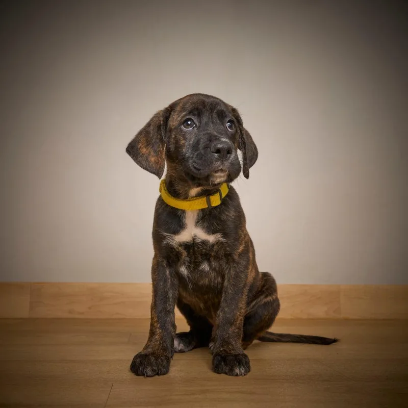 Lyonel D thumbnail 4