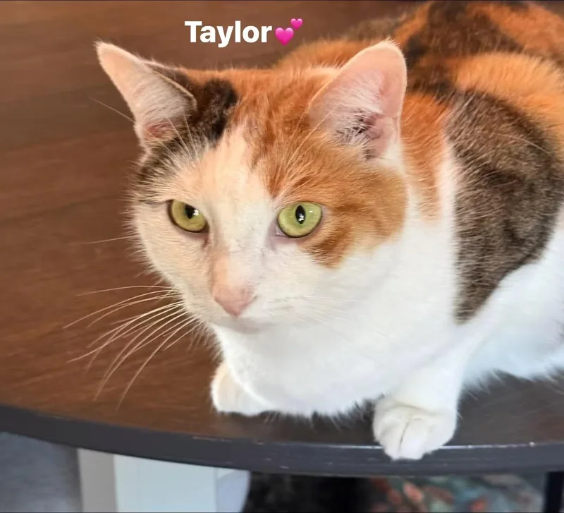 Taylor