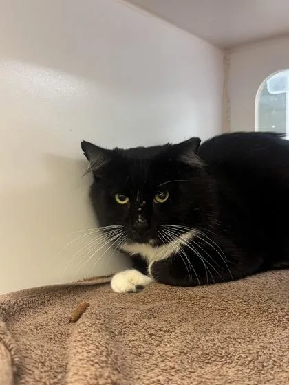 An adult medium-sized male Domestic Short Hair cat named Spartacus for adoption in Vero Beach, FL