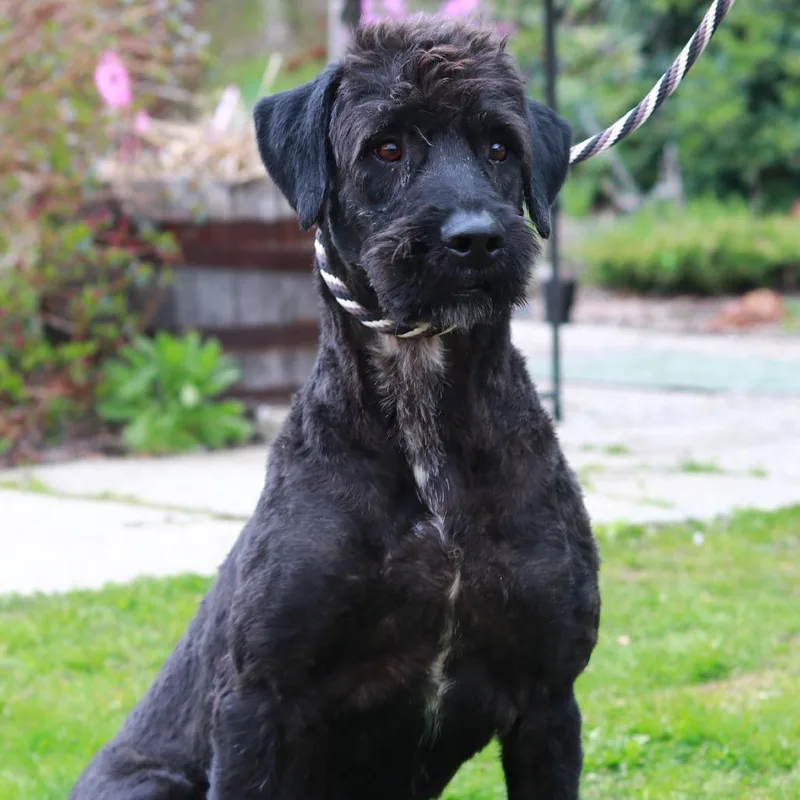An adult medium-sized male Black Poodle dog named Ct Max for adoption in Stormville, NY