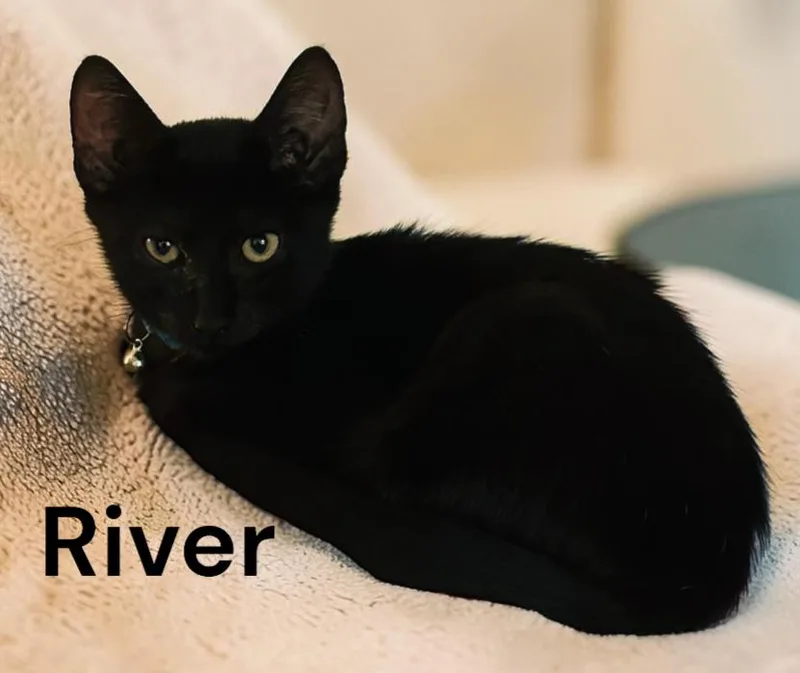 A baby medium-sized male Black Domestic Short Hair cat named River for adoption in Weems, VA