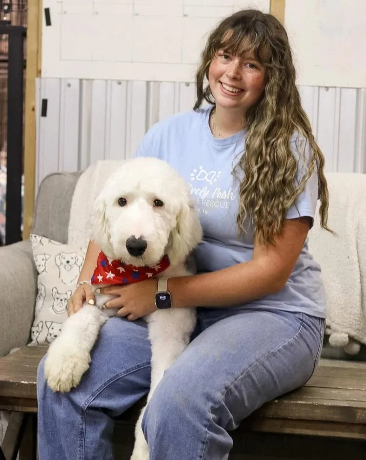 An adult medium-sized male White / Cream Old English Sheepdog dog named Milo Dean for adoption in Chuckey, TN