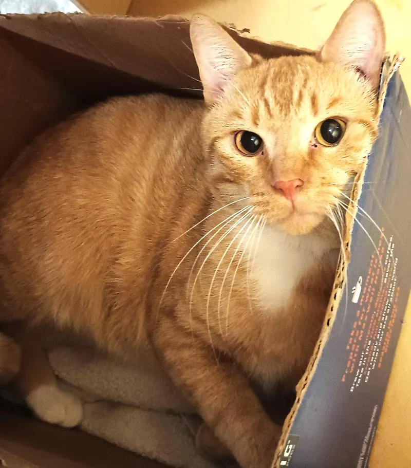 A young medium-sized male Orange & White Domestic Short Hair cat named Thor for adoption in Herndon, VA