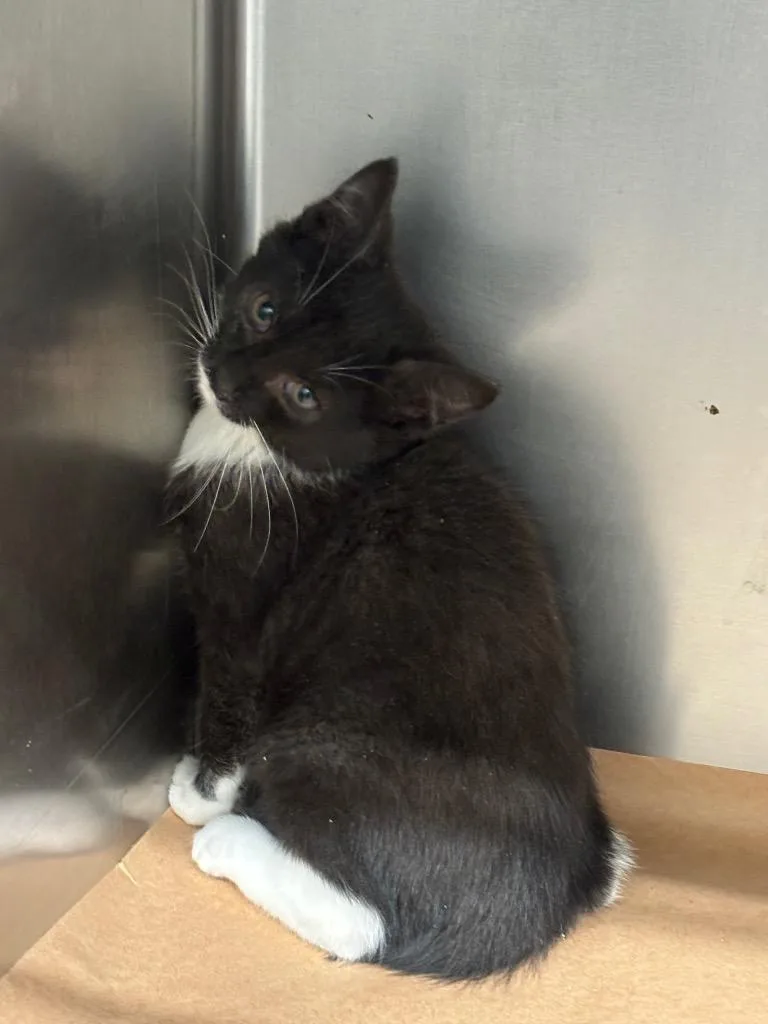 A baby small-sized male Domestic Short Hair cat named Nosey for adoption in Cartersville , GA