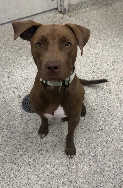 A young large-sized male Brown / Chocolate Mixed Breed dog named Marrone for adoption in Kansas City, MO