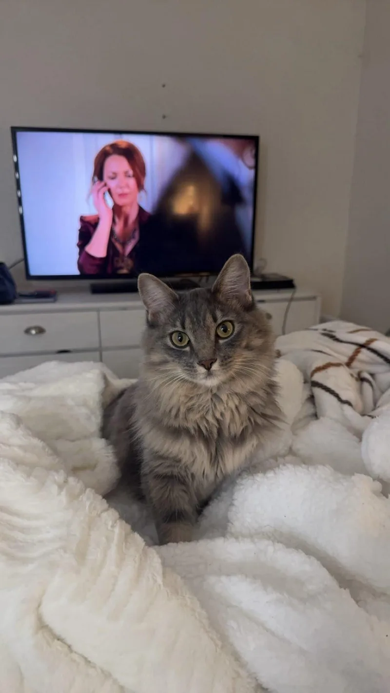 A young medium-sized female Tabby (Gray / Blue / Silver) Domestic Medium Hair cat named Asia for adoption in Elk Grove, CA