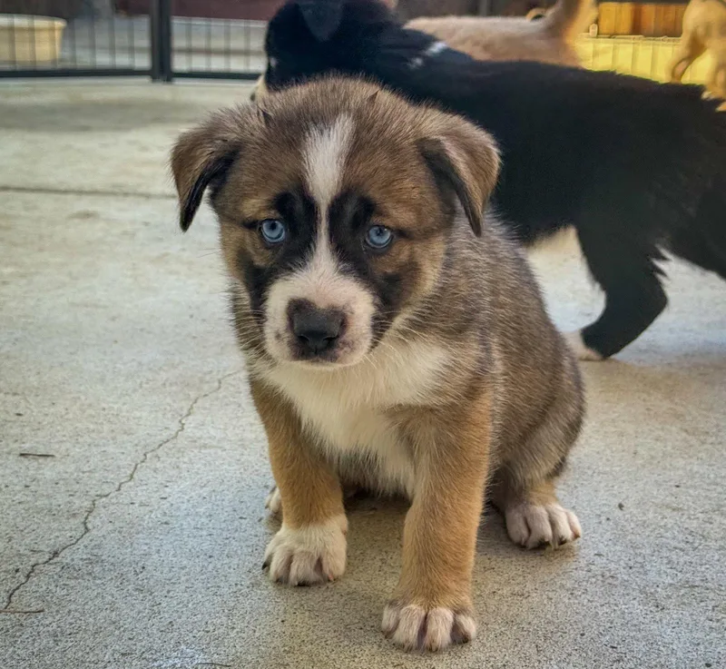 Marilynn's Puppy Mystic