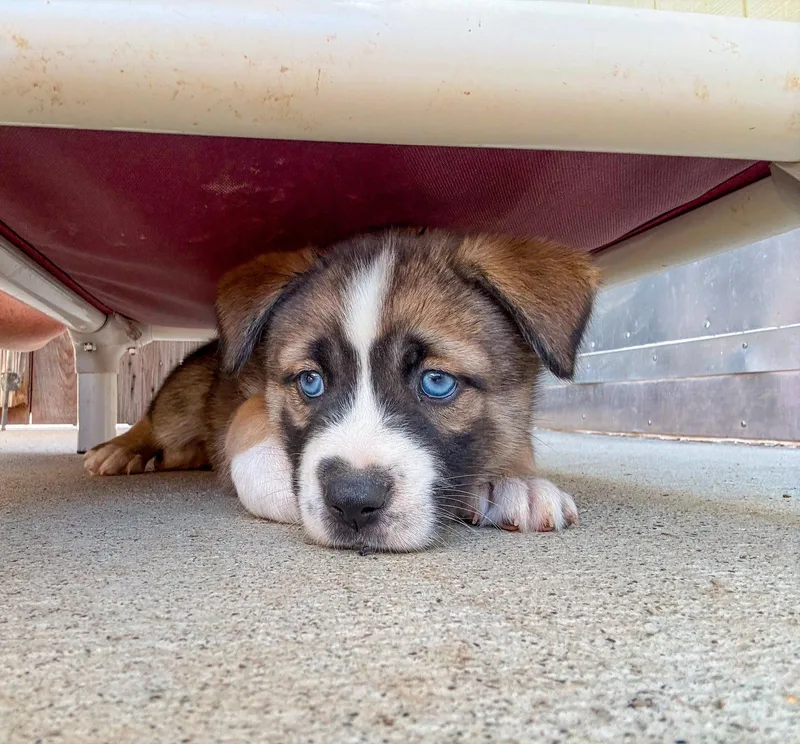 Marilynn's Puppy Mystic thumbnail 2