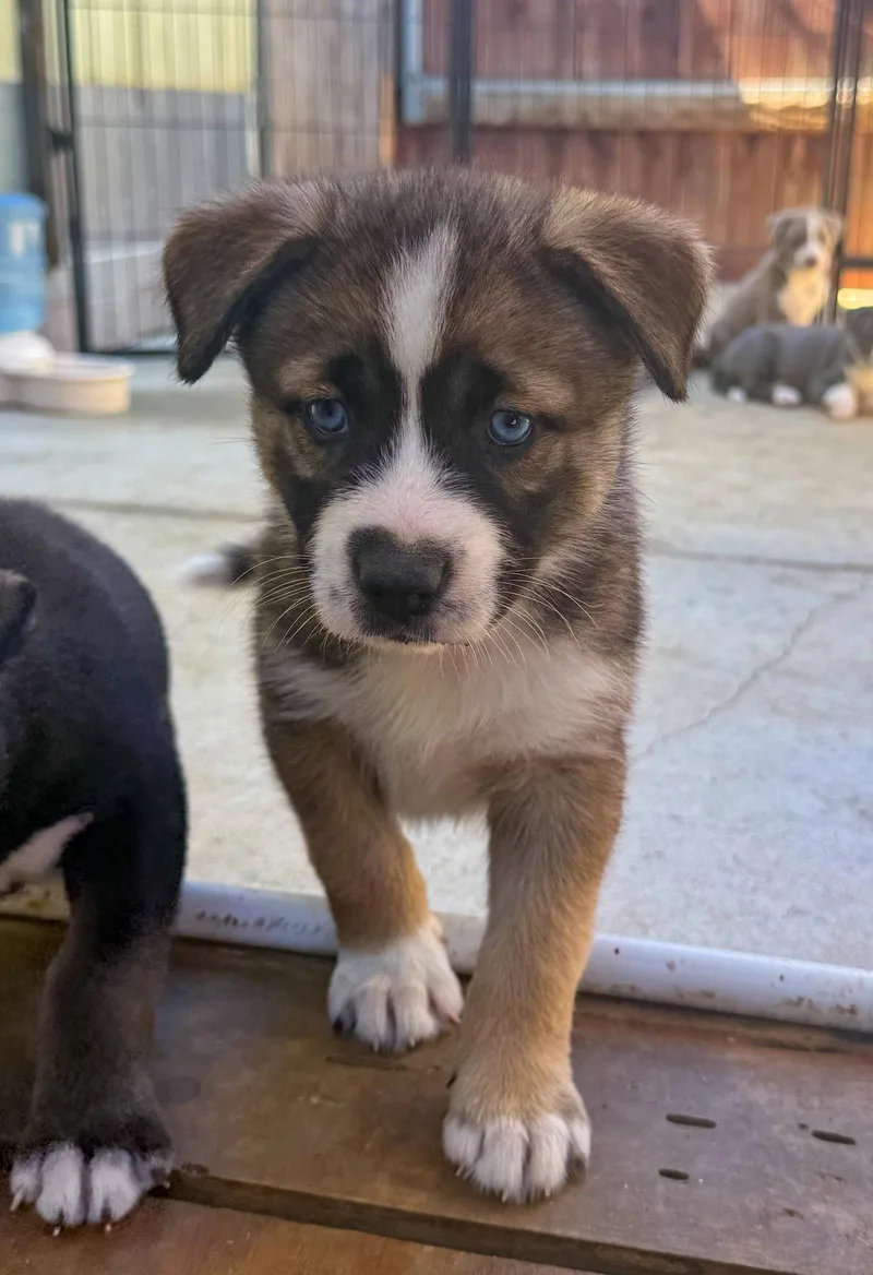 Marilynn's Puppy Mystic thumbnail 3