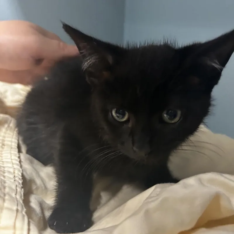 A baby small-sized male Black Domestic Short Hair cat named Geep for adoption in Chattanooga, TN
