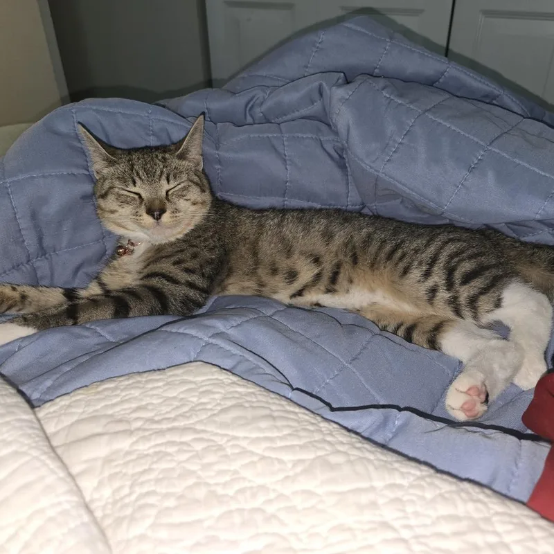 A young small-sized female Brown / Chocolate Domestic Short Hair cat named Shayla for adoption in Lynchburg, VA