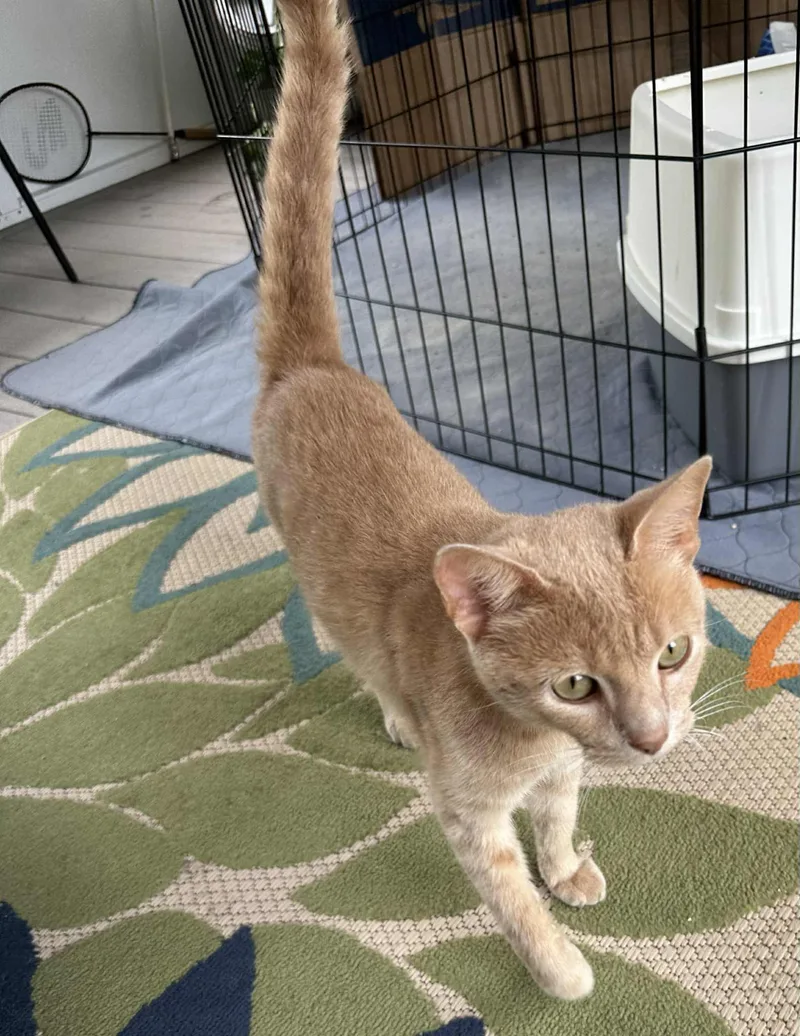 A young medium-sized male Orange & White Domestic Short Hair cat named Neyland.......fee Sponsored for adoption in Byrdstown, TN