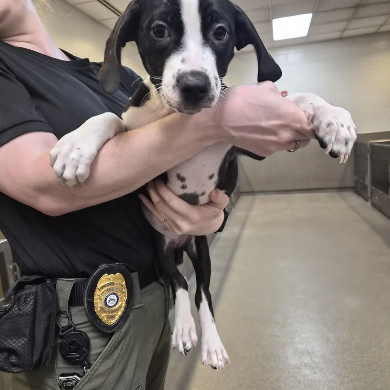 A baby medium-sized female Mixed Breed dog named Valerie for adoption in Rock Hill, NY