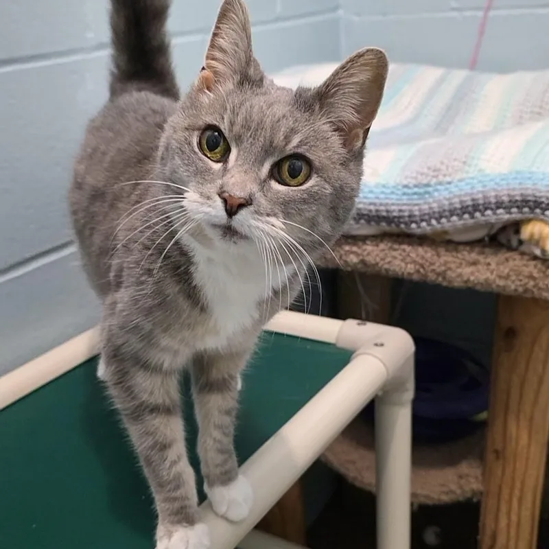 A senior medium-sized female Tabby (Gray / Blue / Silver) Domestic Short Hair cat named Lotus for adoption in Smithtown, NY
