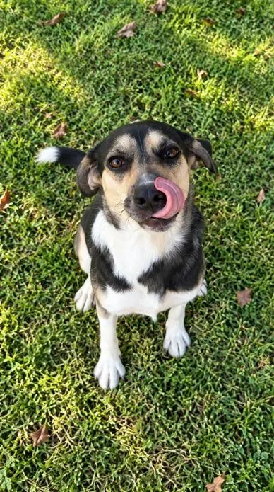 A young medium-sized female Mixed Breed dog named Maisie for adoption in LaGrange, IN