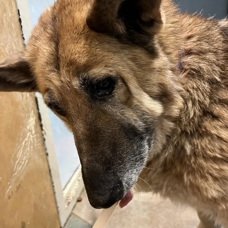 A senior large-sized female Brown / Chocolate Mixed Breed dog named Dora for adoption in Chattanooga, TN