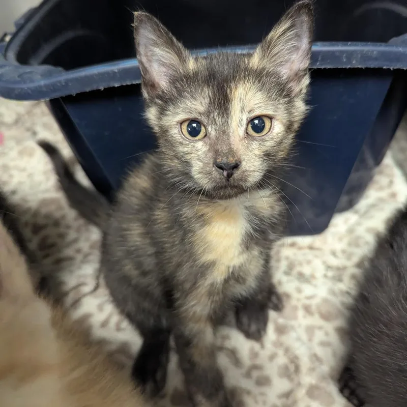 A baby small-sized female Domestic Short Hair cat named Lottie for adoption in Evansville, IN