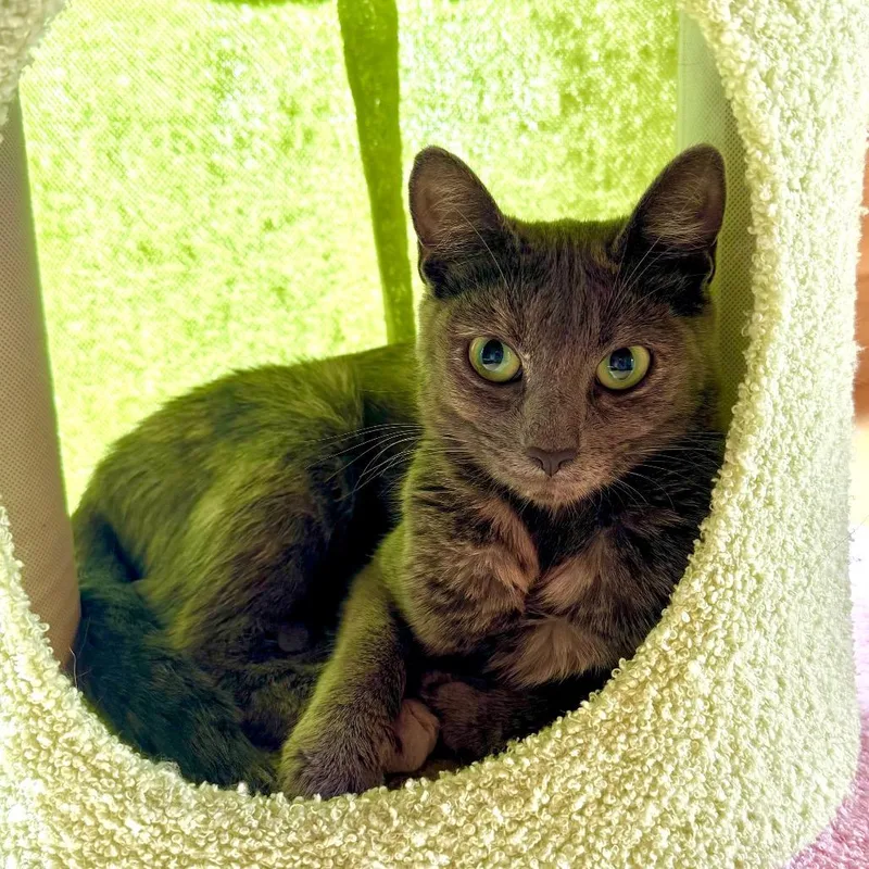 An adult medium-sized female Tortoiseshell Domestic Short Hair cat named Violet for adoption in Tacoma, WA