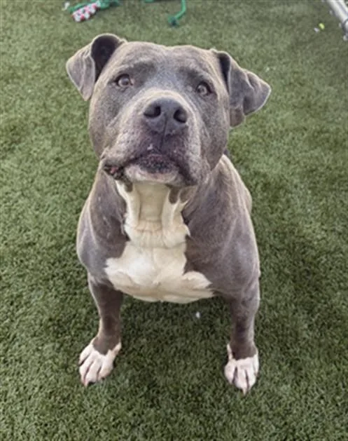 An adult medium-sized female Pit Bull Terrier dog named Sadie for adoption in Toledo, OH