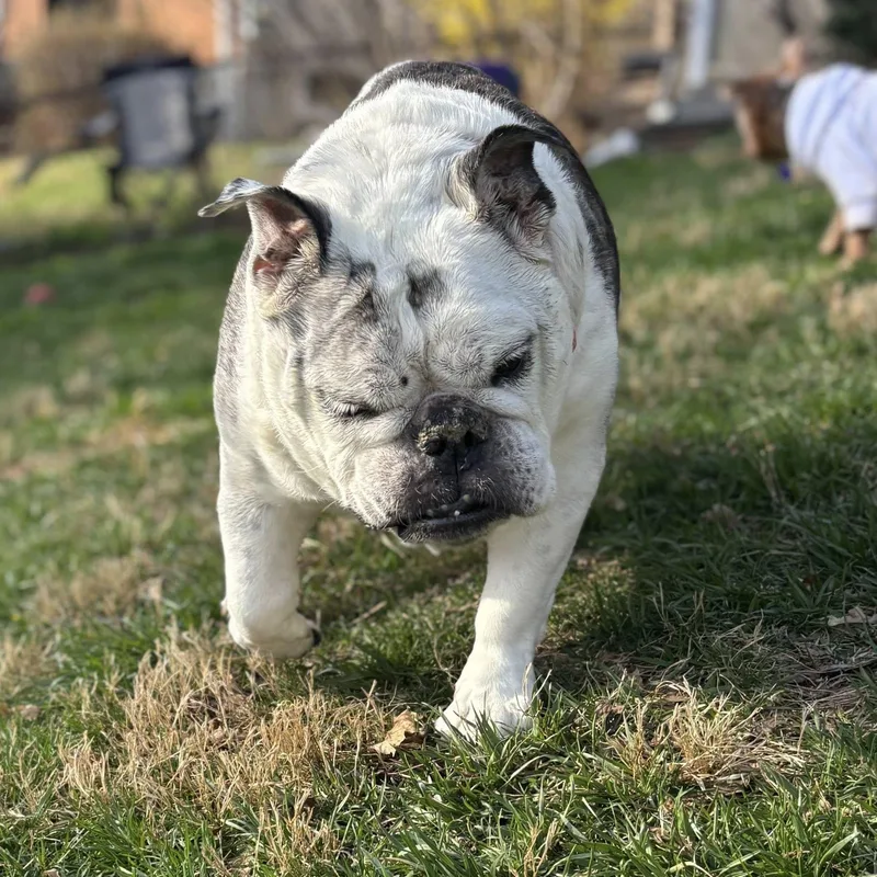 A senior large-sized female Brown / Chocolate English Bulldog dog named Lucille for adoption in Rockville, MD