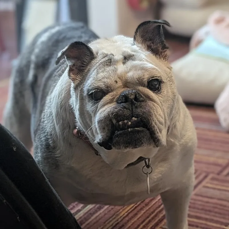 Lucille thumbnail 2