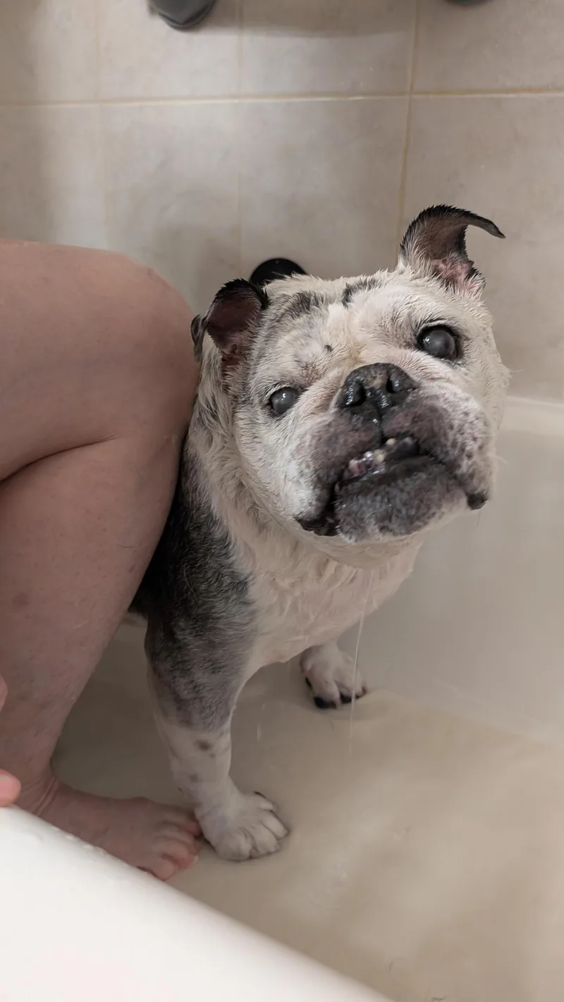 Lucille thumbnail 3