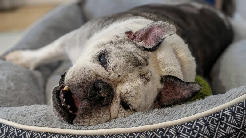 Lucille thumbnail 5