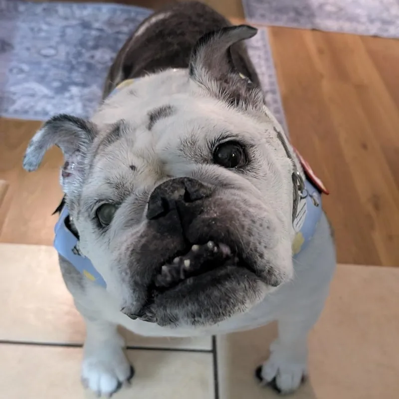 Lucille thumbnail 6