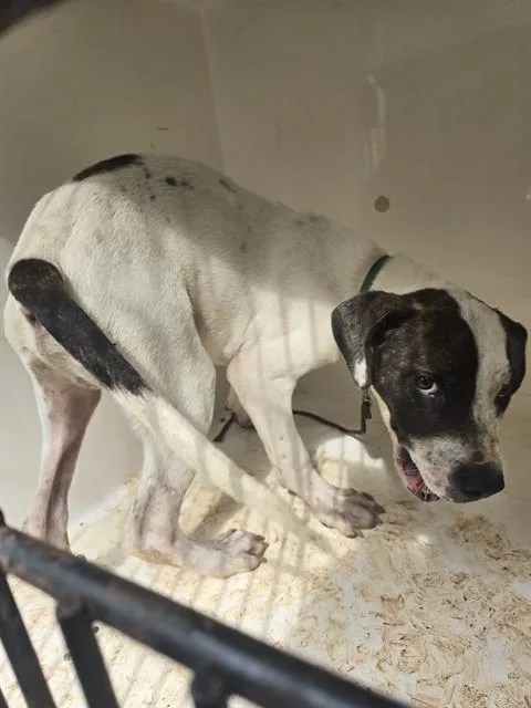 A young medium-sized male Pit Bull Terrier dog named Aotrom for adoption in Huntsville, AL