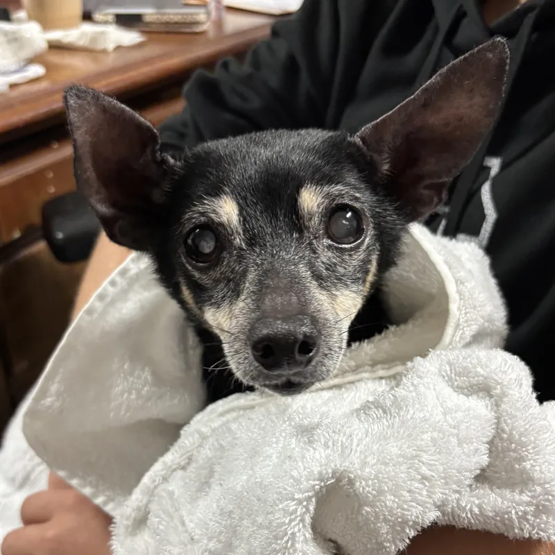 A senior small-sized female Black Chihuahua dog named Ms. Batty for adoption in Columbia, SC